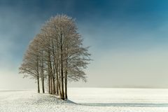 Baumgruppe im Nebel