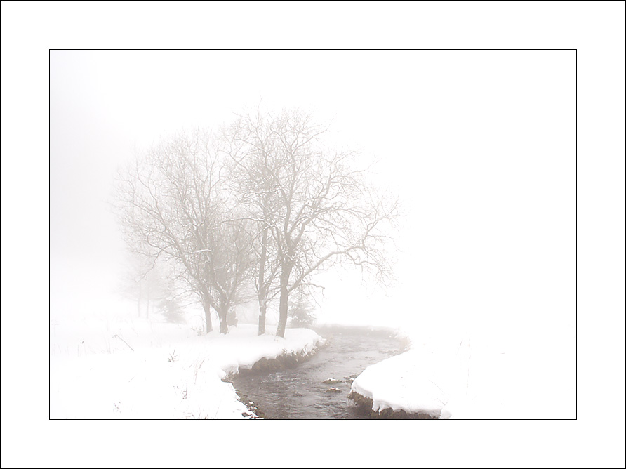 Baumgruppe im Nebel