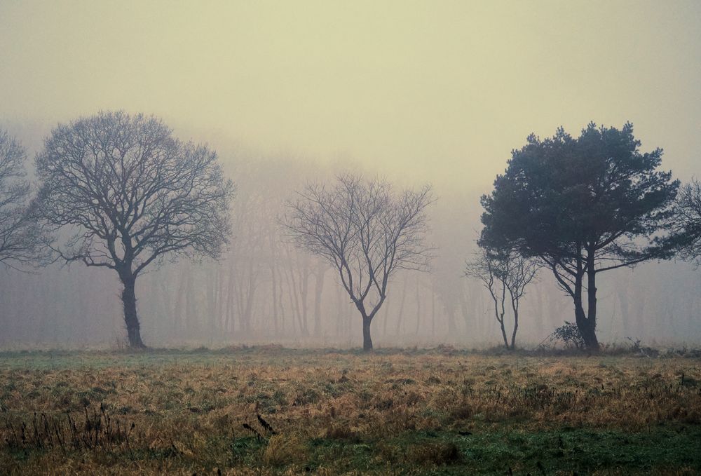 Baumgruppe im Nebel