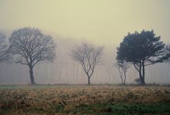 Baumgruppe im Nebel