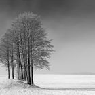 Baumgruppe im Nebel