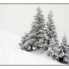 Baumgruppe im Nebel