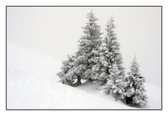 Baumgruppe im Nebel