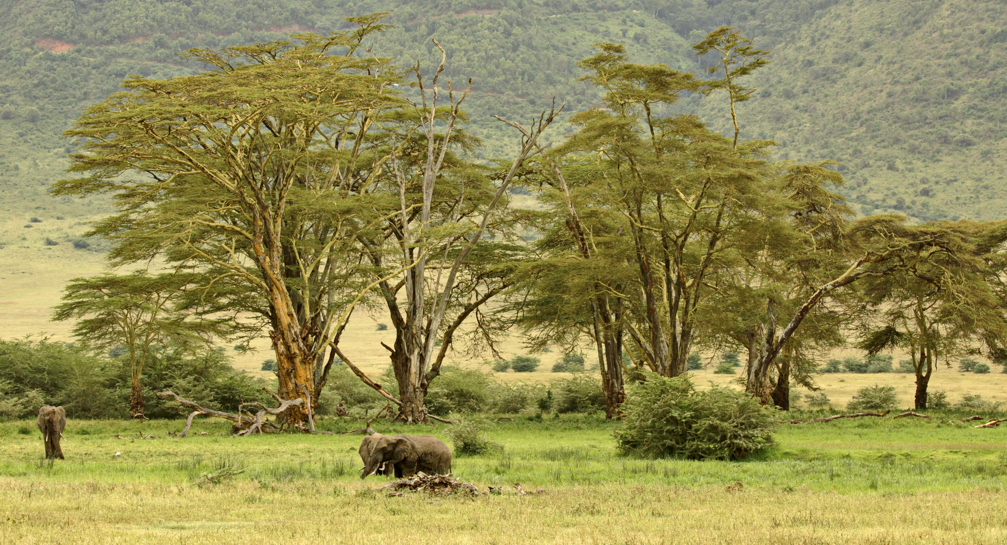 Baumgruppe im Ngorongoro