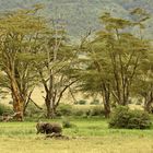 Baumgruppe im Ngorongoro