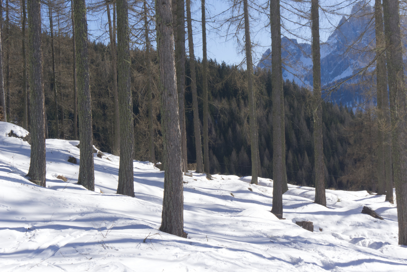 Baumgruppe im Schnee