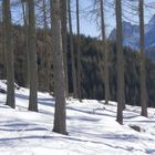 Baumgruppe im Schnee