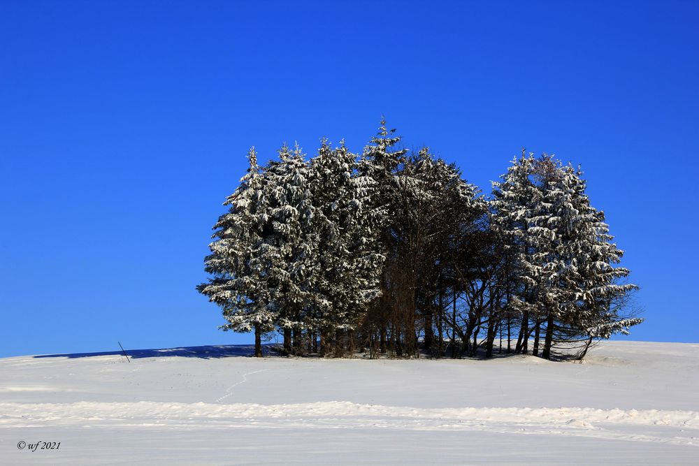 Baumgruppe im Schnee