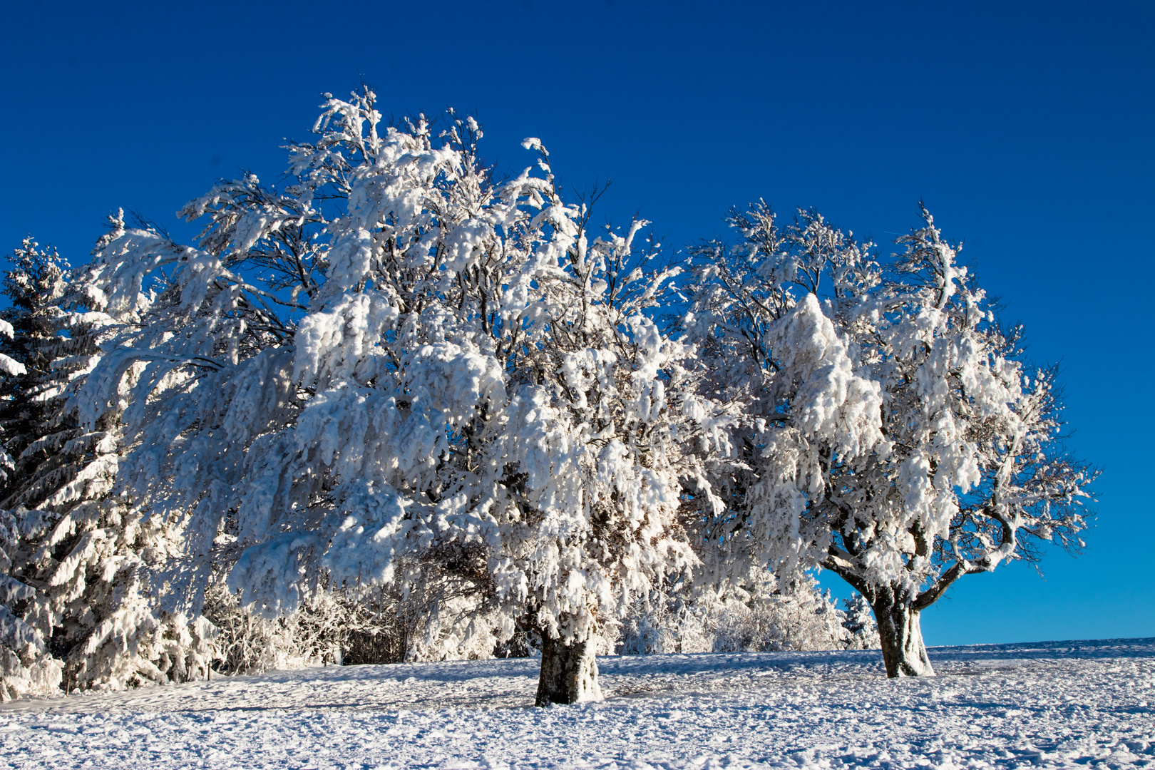 Baumgruppe im Schnee