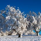 Baumgruppe im Schnee