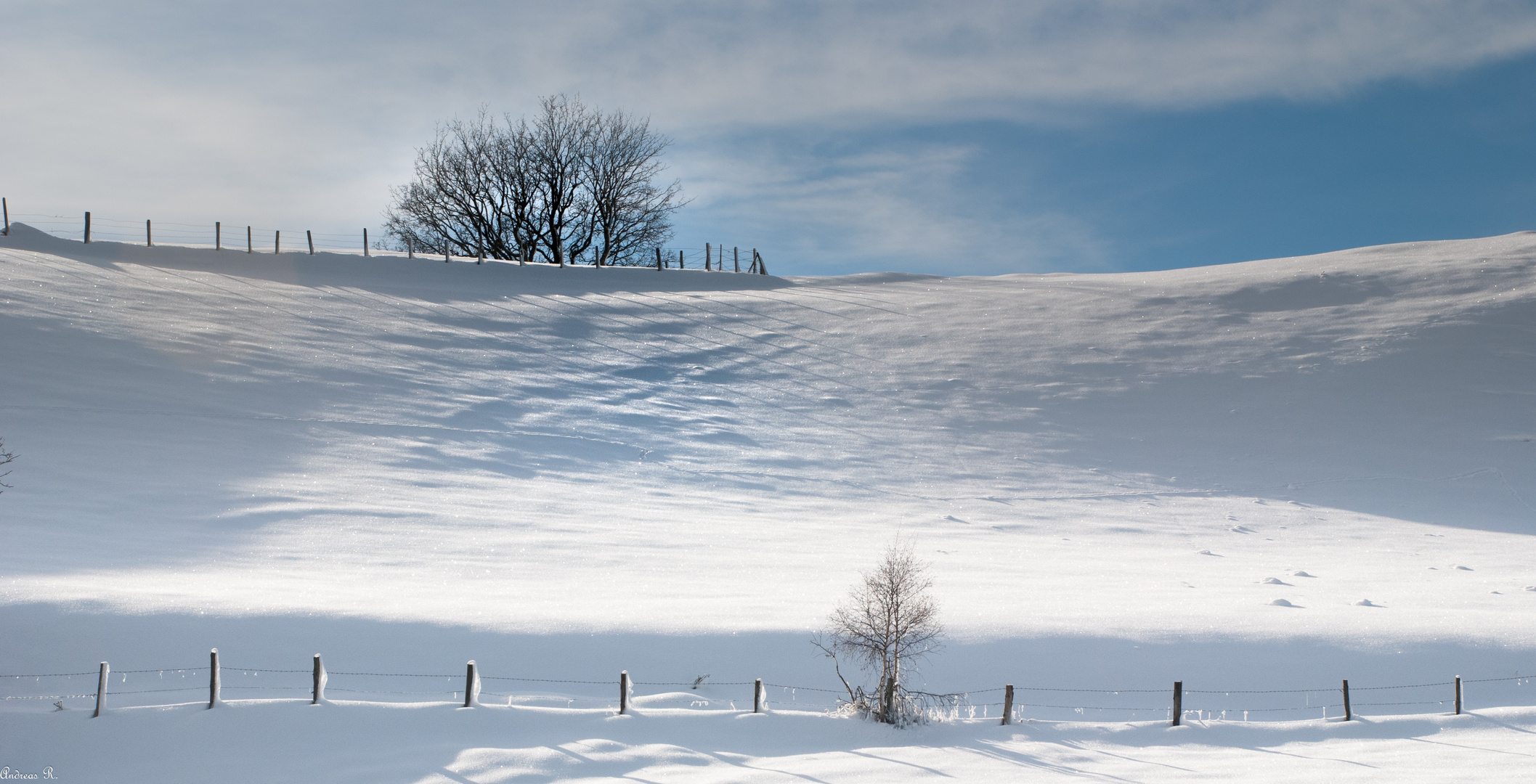 baumgruppe im schnee