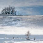 baumgruppe im schnee