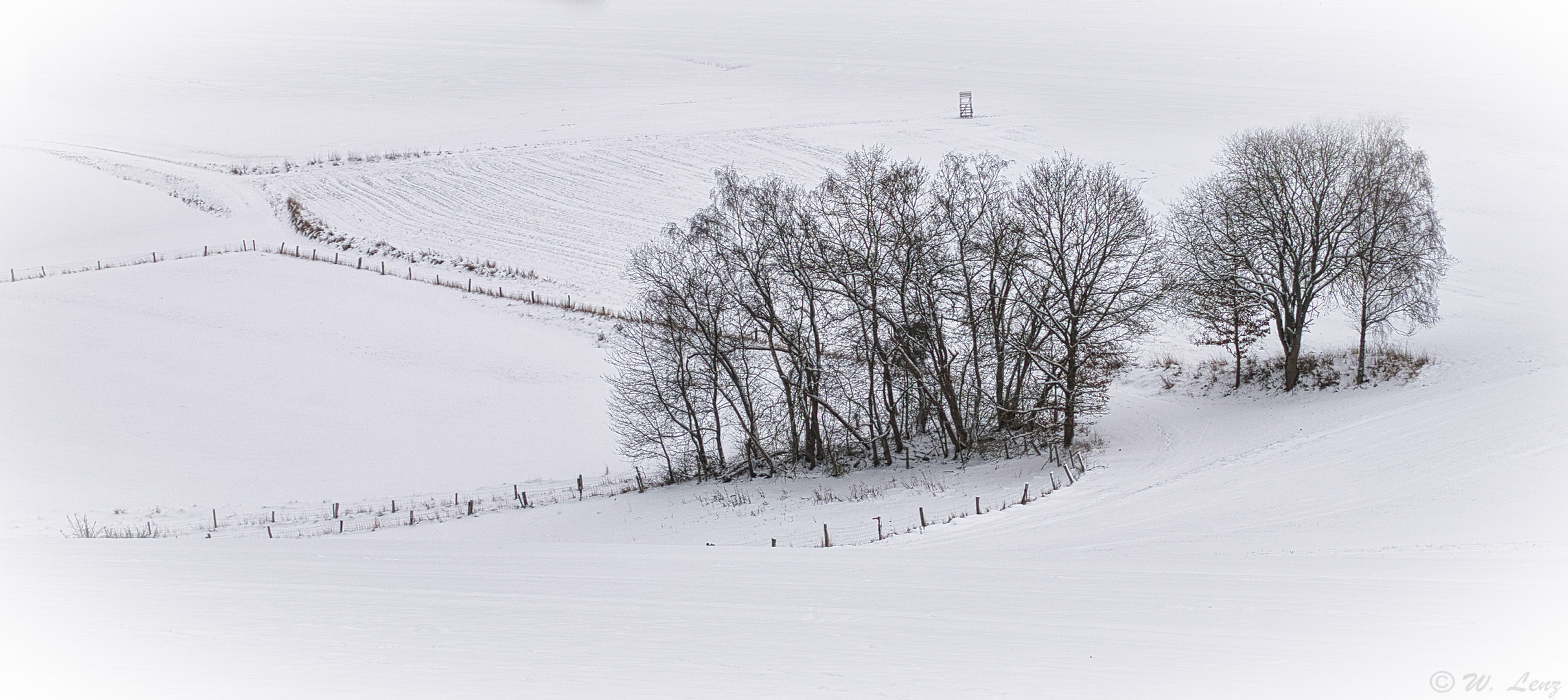 Baumgruppe im Schnee