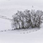 Baumgruppe im Schnee