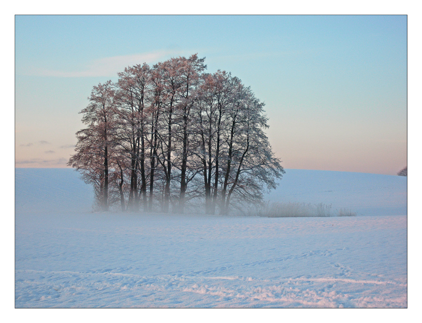 Baumgruppe im Schnee mit Nebel