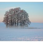 Baumgruppe im Schnee mit Nebel