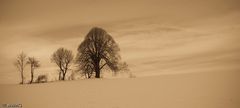 Baumgruppe im schneebedeckten Wiesland in Sepia gefärbt