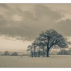 Baumgruppe im Schneefeld