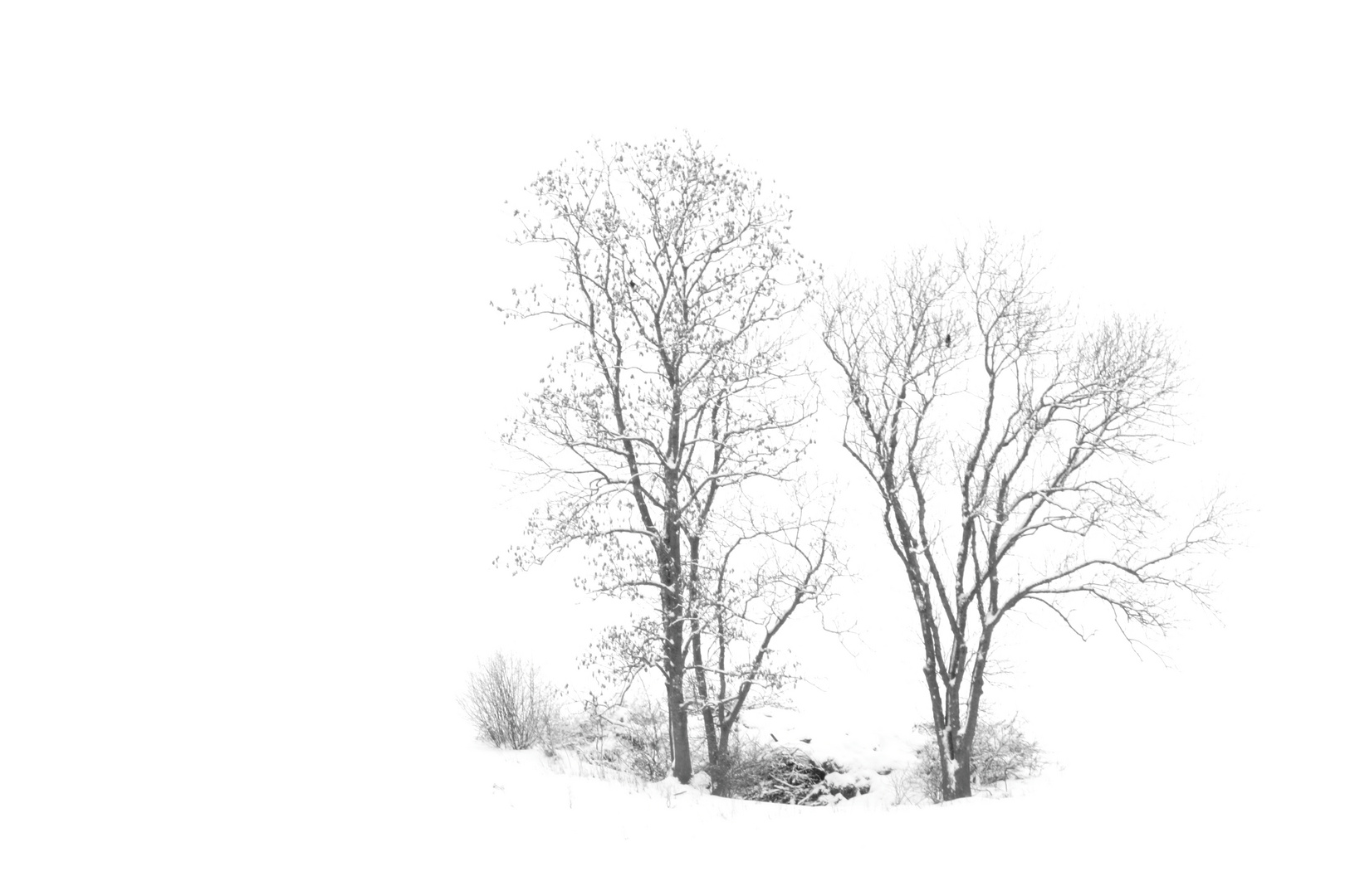 Baumgruppe im Schneeloch