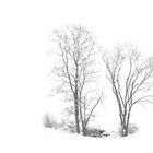 Baumgruppe im Schneeloch