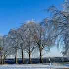 Baumgruppe im schönen Winterkleid