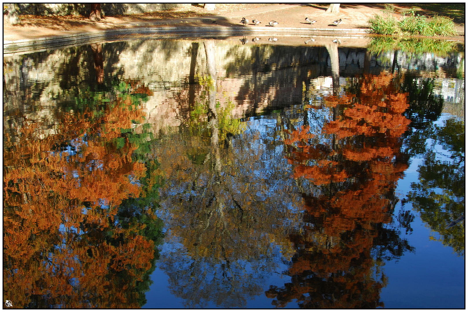 Baumgruppe im See