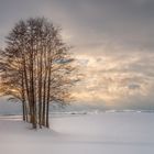 Baumgruppe im Sonnenaufgang