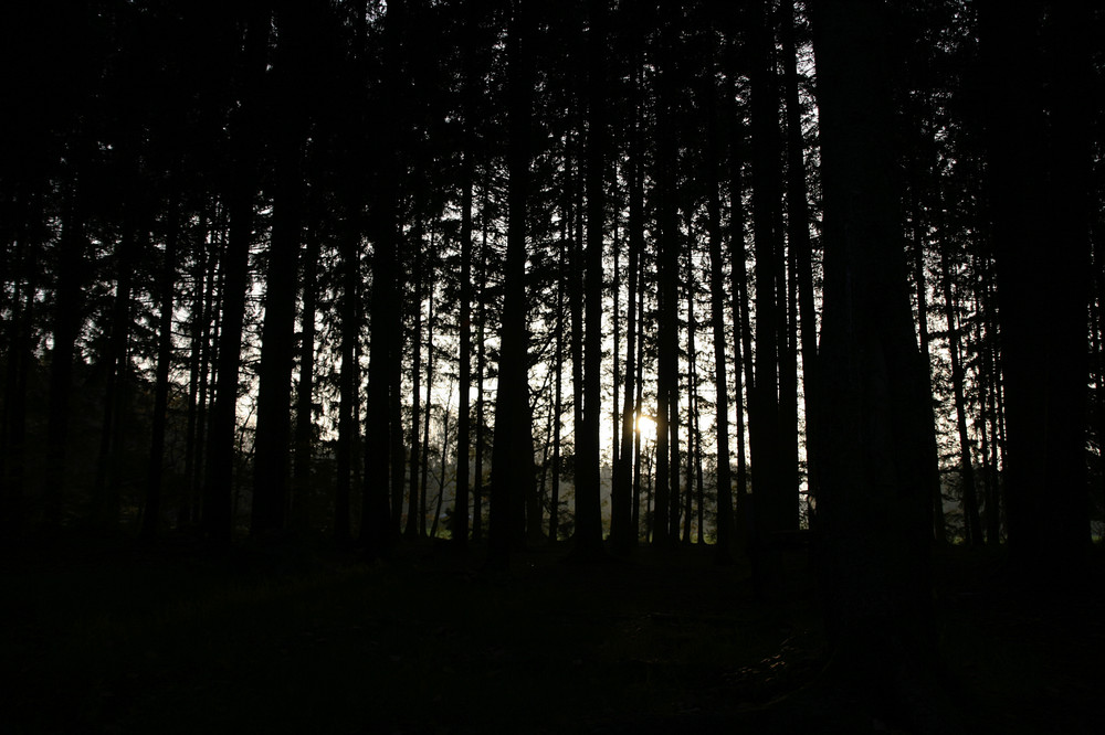 Baumgruppe im Sonnenuntergang