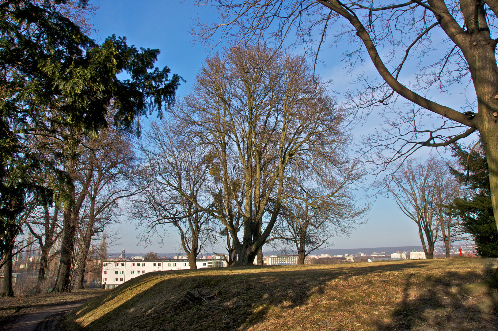 Baumgruppe im Volkspark (1)