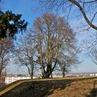 Baumgruppe im Volkspark (1)