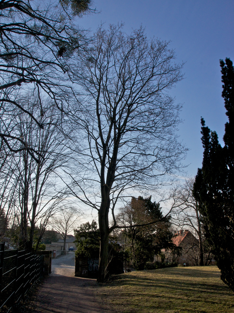 Baumgruppe im Volkspark (2)