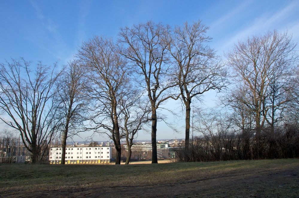 Baumgruppe im Volkspark (3)