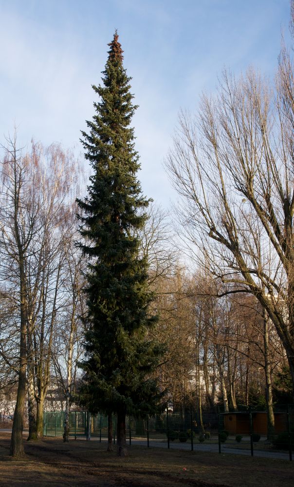 Baumgruppe im Volkspark (4)