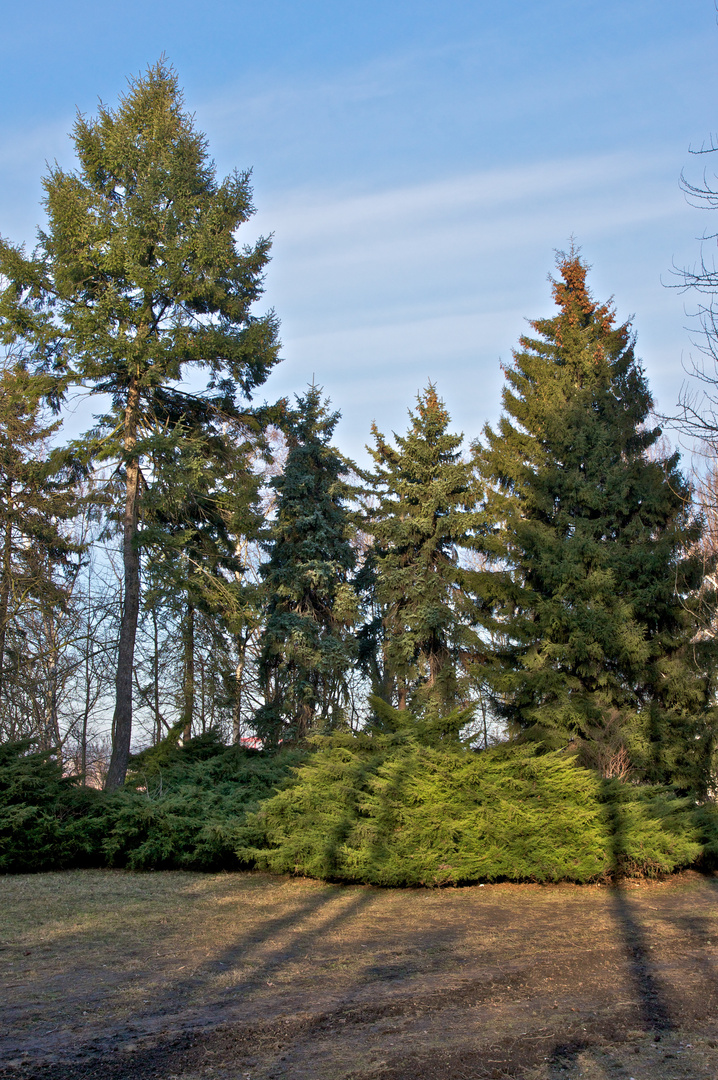 Baumgruppe im Volkspark (5)