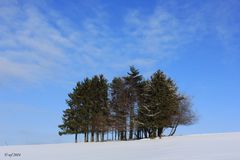 Baumgruppe im Winter