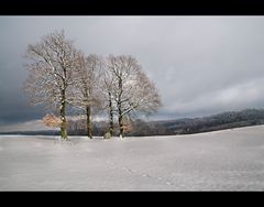 Baumgruppe im Winter