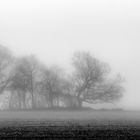 Baumgruppe im Winternebel