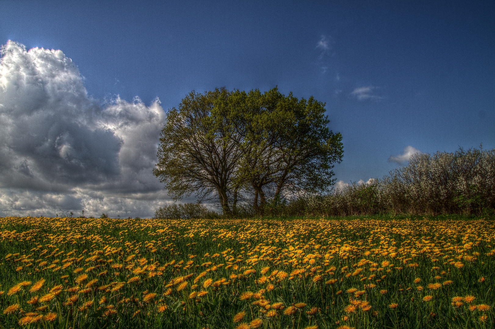 Baumgruppe in Blumenwiese