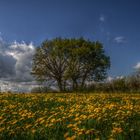 Baumgruppe in Blumenwiese