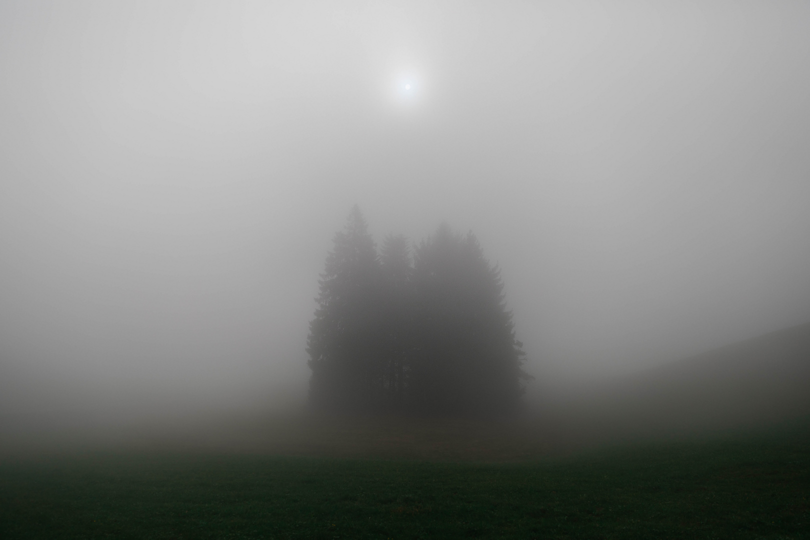 Baumgruppe in den Wolken