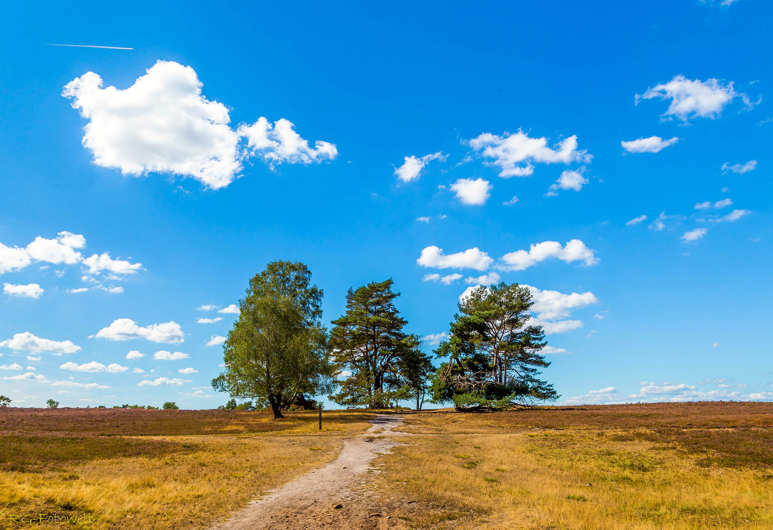 Baumgruppe in der Heide