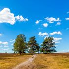 Baumgruppe in der Heide