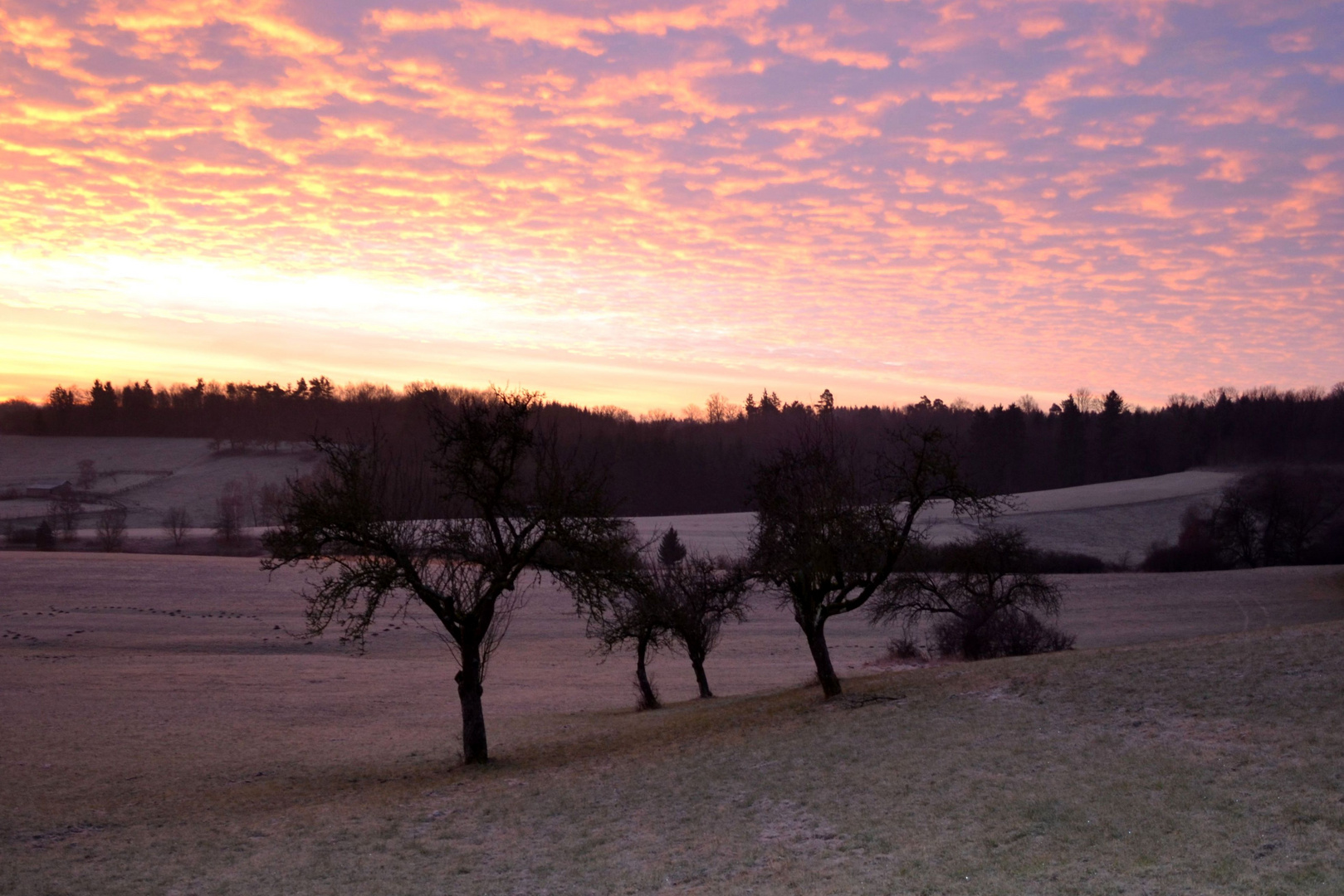 Baumgruppe in der morgendlichen Stimmung!