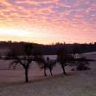 Baumgruppe in der morgendlichen Stimmung!