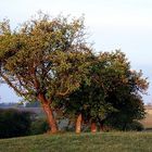 Baumgruppe in der Morgensonne