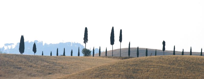 Baumgruppe in der Toscana