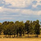 Baumgruppe In der Weite der Extremadura