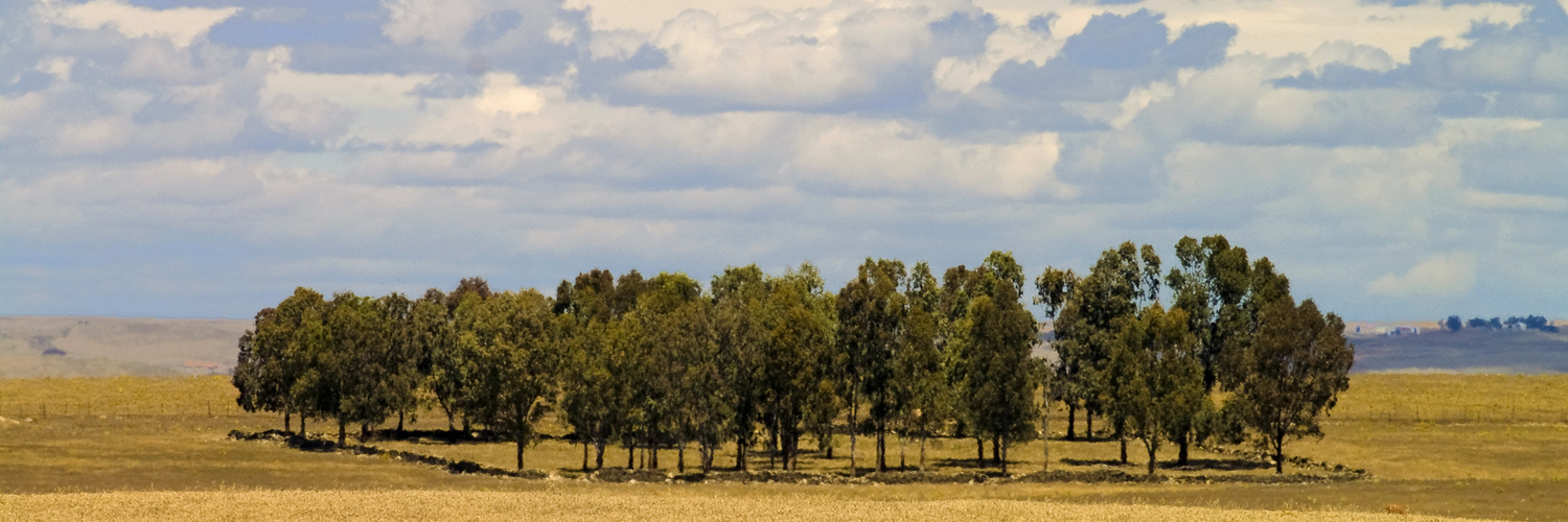 Baumgruppe In der Weite der Extremadura