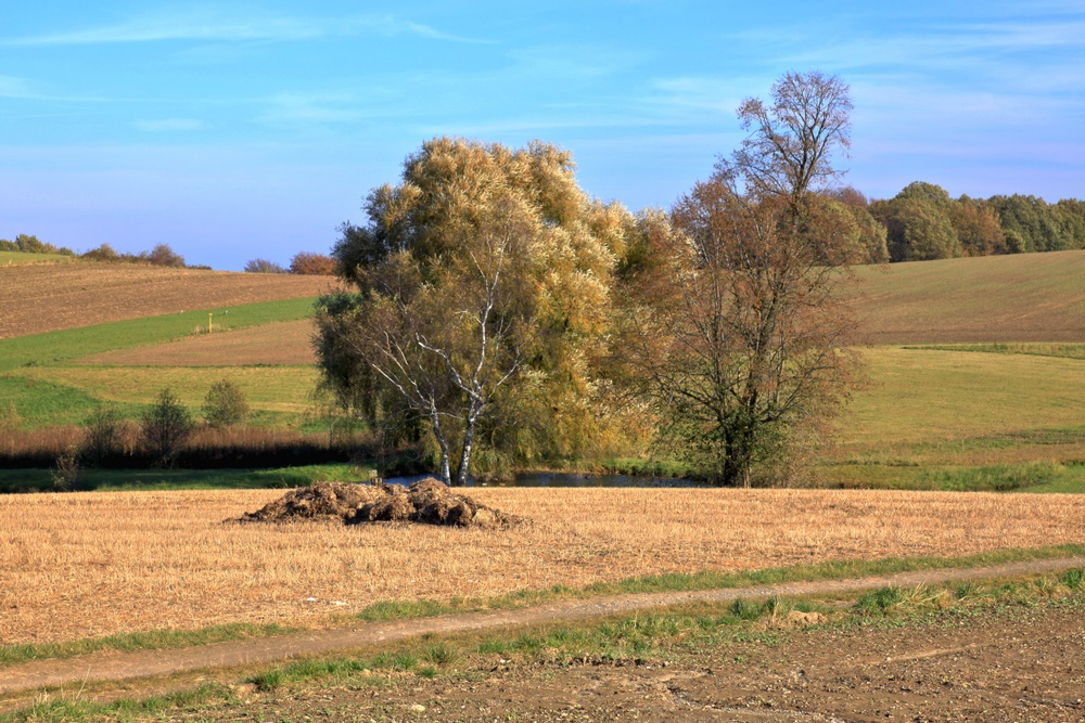 Baumgruppe in Hügellandschaft