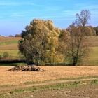 Baumgruppe in Hügellandschaft